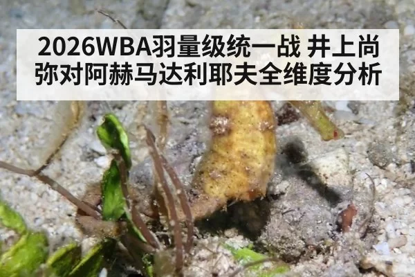 2026WBA羽量级统一战 井上尚弥对阿赫马达利耶夫全维度分析
